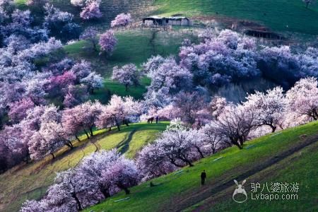  Apricot Valley