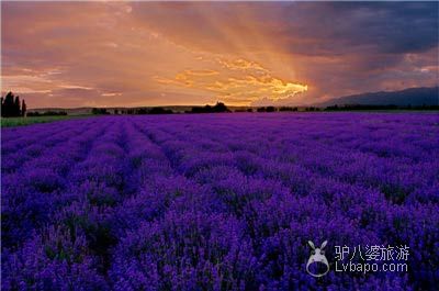  Lavender in Yili, Xinjiang