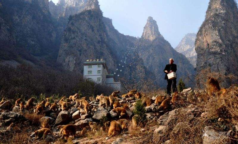  Monkey Group in Shennongshan Scenic Spot.jpg