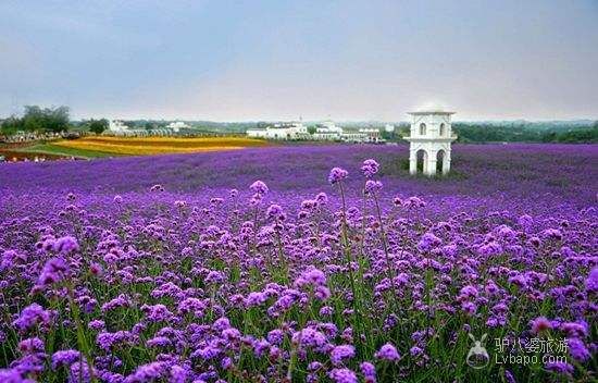  Beijing Yunfeng Mountain Lavender Manor