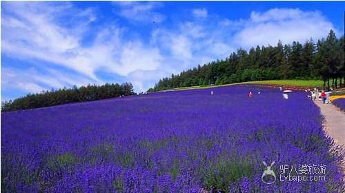  Beijing Guanlangu Lavender Sightseeing Park