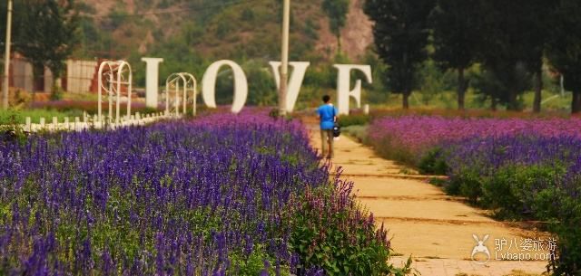  Beijing Miyun Lavender Manor