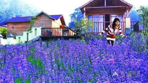  Lavender in Panlong Gorge, Deqing, Guangdong