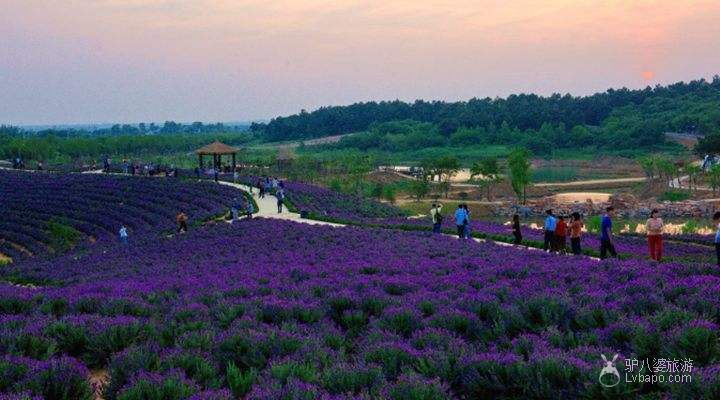  Nanjing Datang Golden Lavender Manor