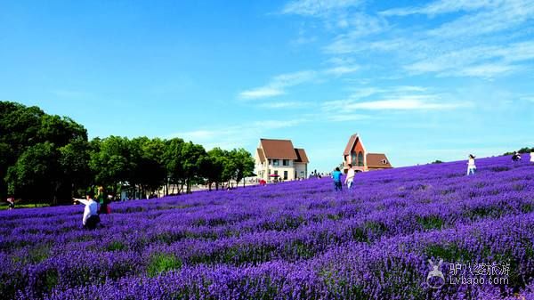  Wuxi Xuelang Mountain Lavender Manor