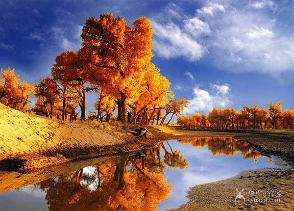  Populus euphratica forest