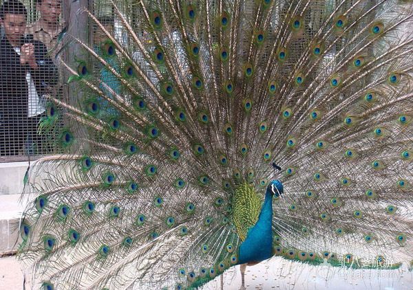  Beijing Zoo - Peacock Opens