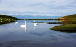  Introduction to Swan Lake Scenic Spot in Bayinbuluke