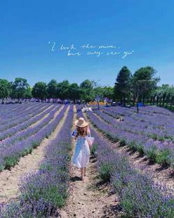  Introduction to Scenic Spots of Shanghai Lavender Park