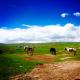  Jinyintan Grassland