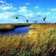  Halahai Wetland