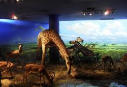  Introduction to Scenic Spots of Dalian Nature Museum